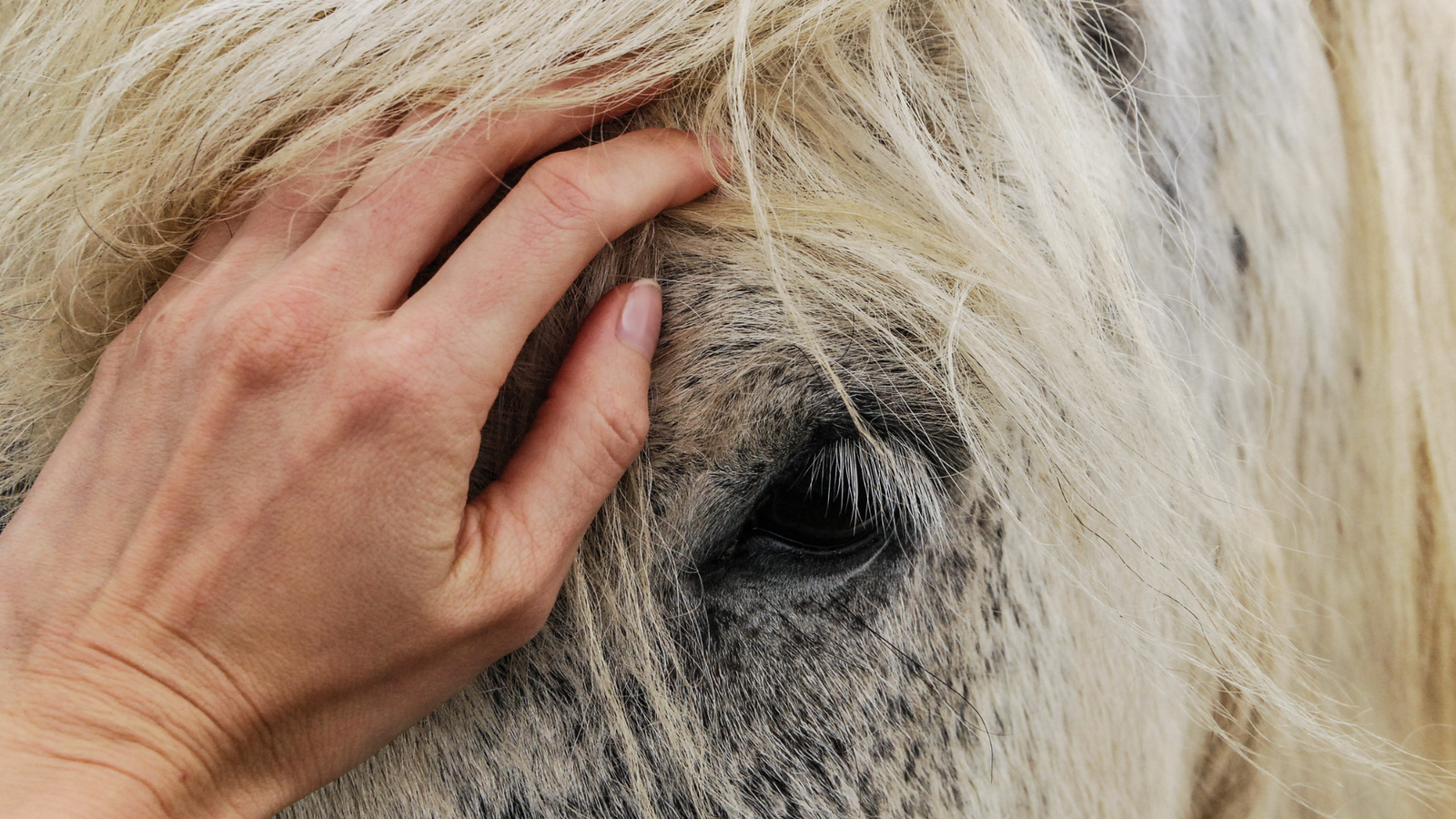 From Trauma to Tranquillity